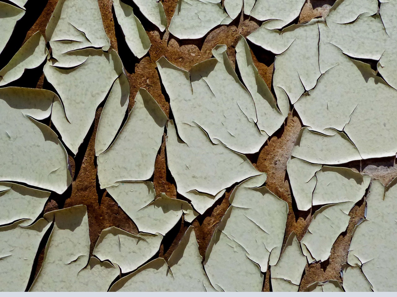 dry, nature, pattern, background, peeling paint, wood, abstract, rough, old, wall, texture, peeling paint, peeling paint, peeling paint, peeling paint, peeling paint